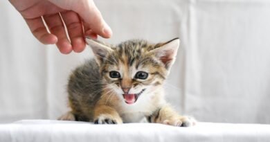 TikTok Litter Scoop